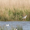 Black-headed Gull