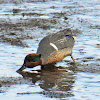 Green-winged teal