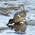 Green-winged teal