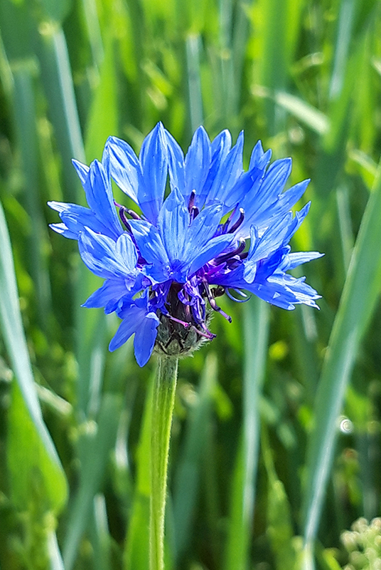 Cornflower