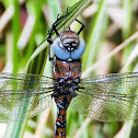 California darner