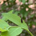 Southern Longhorn Moth
