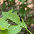 Southern Longhorn Moth