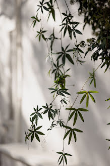 結婚式の写真家Marie Thibault (maritibo)。2023 11月2日の写真