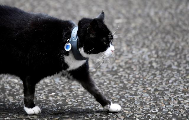 FILE PHOTO: Palmerston, the Foreign Office cat, sits on a photographer's ladder outside Downing Street in London, Britain, February 12, 2019. REUTERS