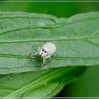 Chrysilla versicolor 多色金毛蛛