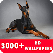 Doberman Live Wallpapers HD  Icon