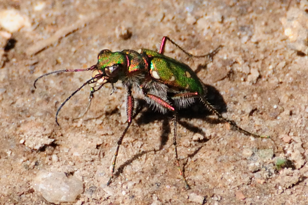 Tiger Beetle