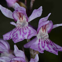 Common Spotted Orchid