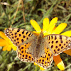 Pallas' fritillary/ Перламутровка зеленоватая