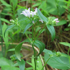 Woodland Bluet