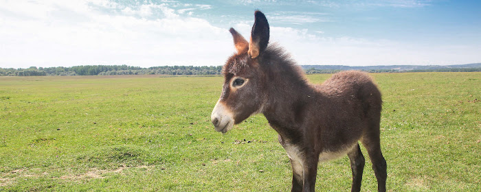 My Baby Donkey HD Wallpapers New Tab marquee promo image