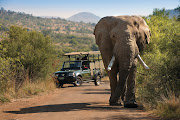 An elephant on a Bakubung Bush Lodge
game drive.