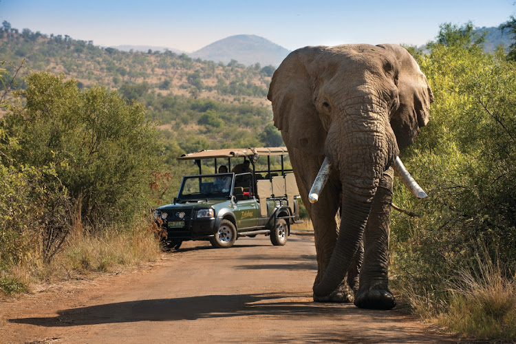 An elephant on a Bakubung Bush Lodge game drive.