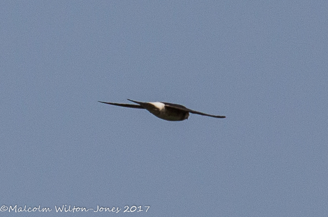 House Martin; Avión Común