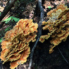 Chicken of the Woods