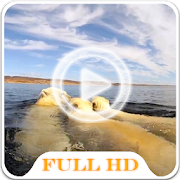 Polar Bears Video LWP  Icon