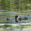 Eurasian Coot