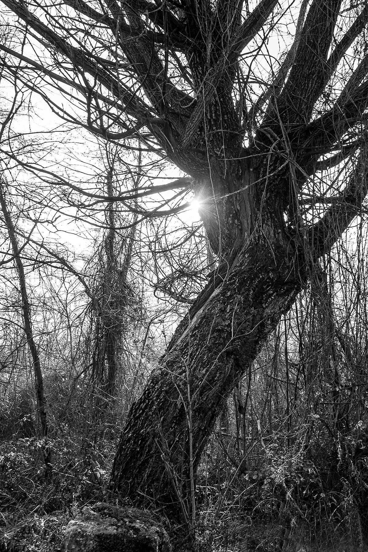 L'albero della vita di ParisOttombrinoPhotographer