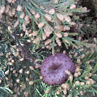 Juniper tree and gall