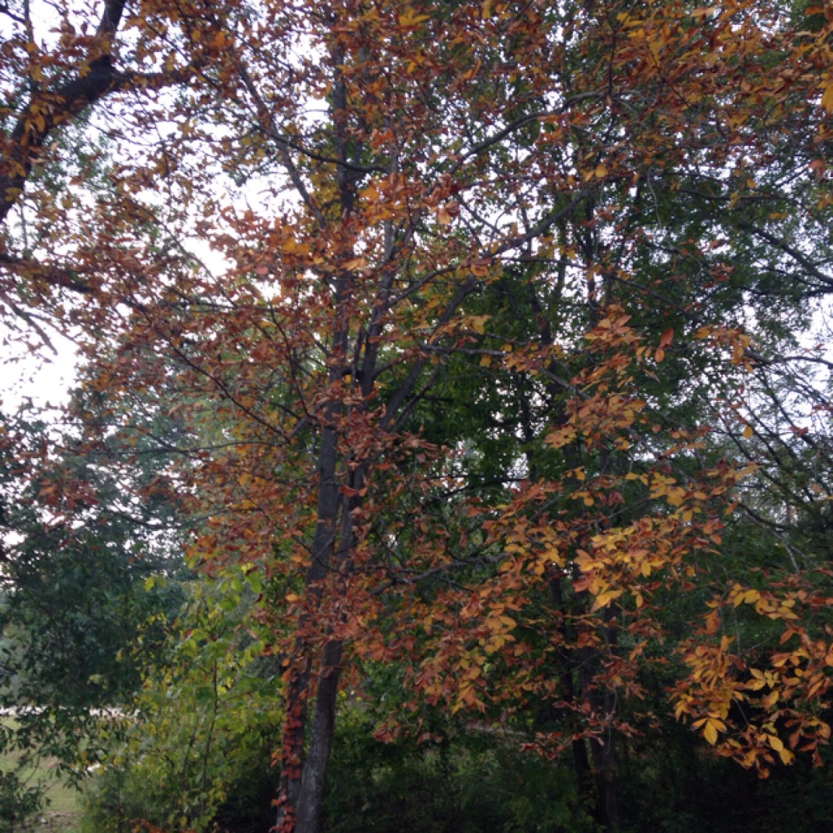 Mockernut hickory