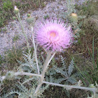 Musk thistle