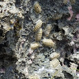 Mollusca of the Bay Island, Honduras