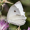 Small White