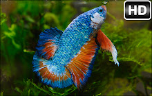 Betta Fish Wallpapers HD Bettas Fishes NewTab small promo image