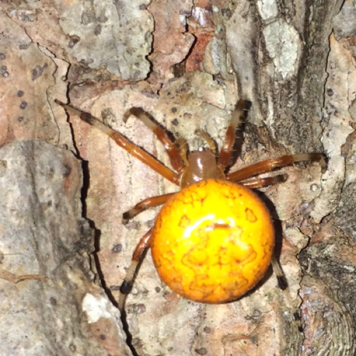 Marbled Orbweaver