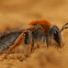 Andrena haemorrhoa