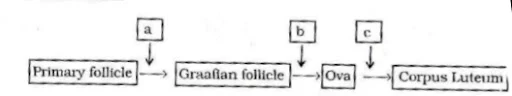 Menstrual Cycle