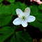 Wood Anemone