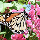 Monarch Butterfly