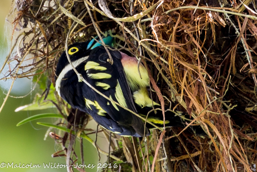 Black and Yellow Broadbill