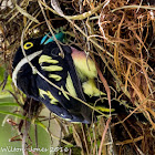 Black and Yellow Broadbill