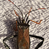 Giant Leaf-Footed Bug