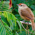 João-de-pau (Rufous-fronted Thornbird)