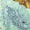 Smoky-eye Boulder Lichen