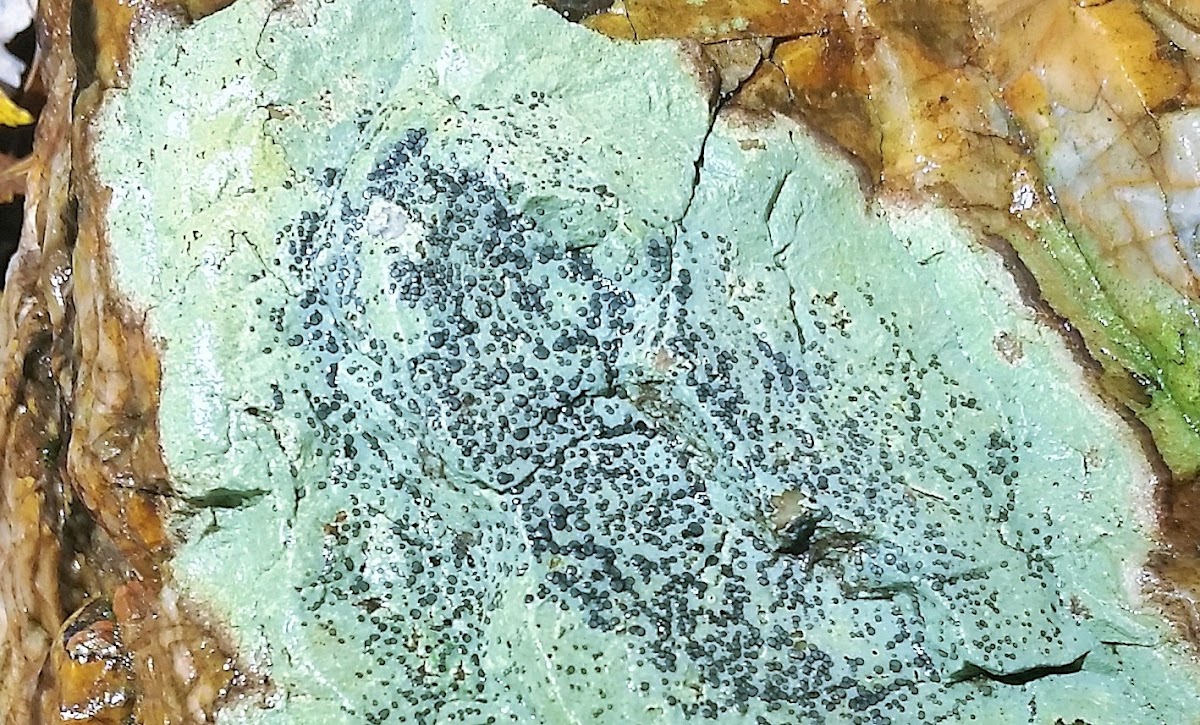 Smoky-eye Boulder Lichen