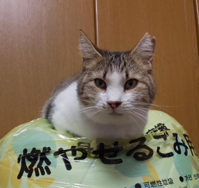 N-ONEのてつやんさんが投稿したカスタム事例の投稿画像7枚目