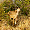 Southern Lesser Kudu