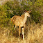 Southern Lesser Kudu