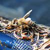 western honey bee