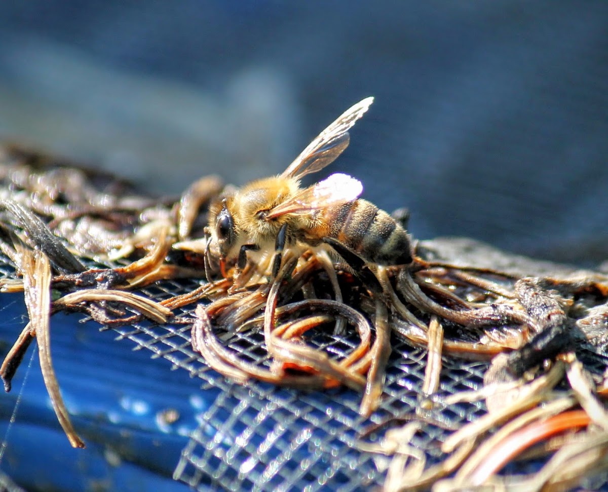 western honey bee