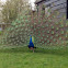 Blue peafowl