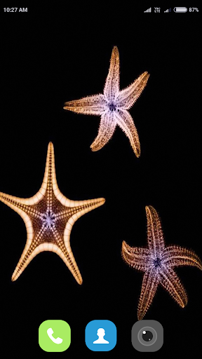 Starfish Wallpaper 4K