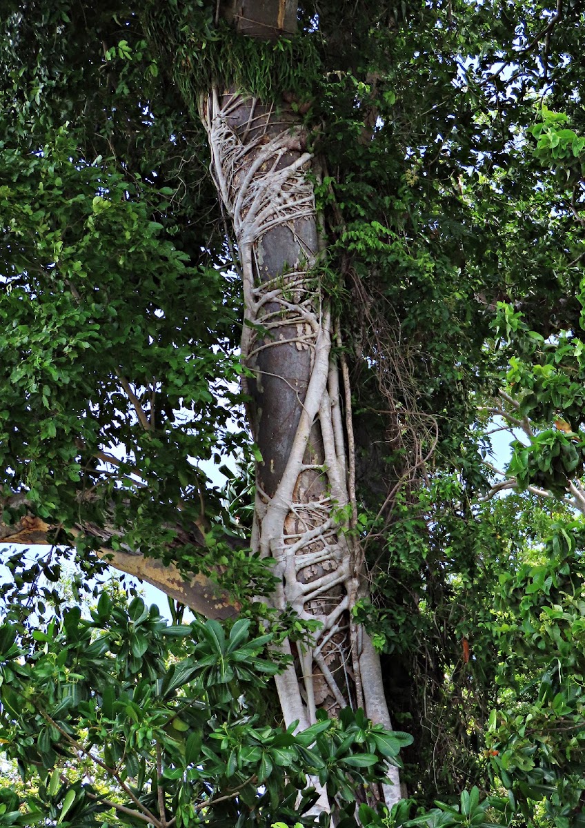 Thick-leaf Fig