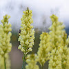 Peloponnesian Toadflax