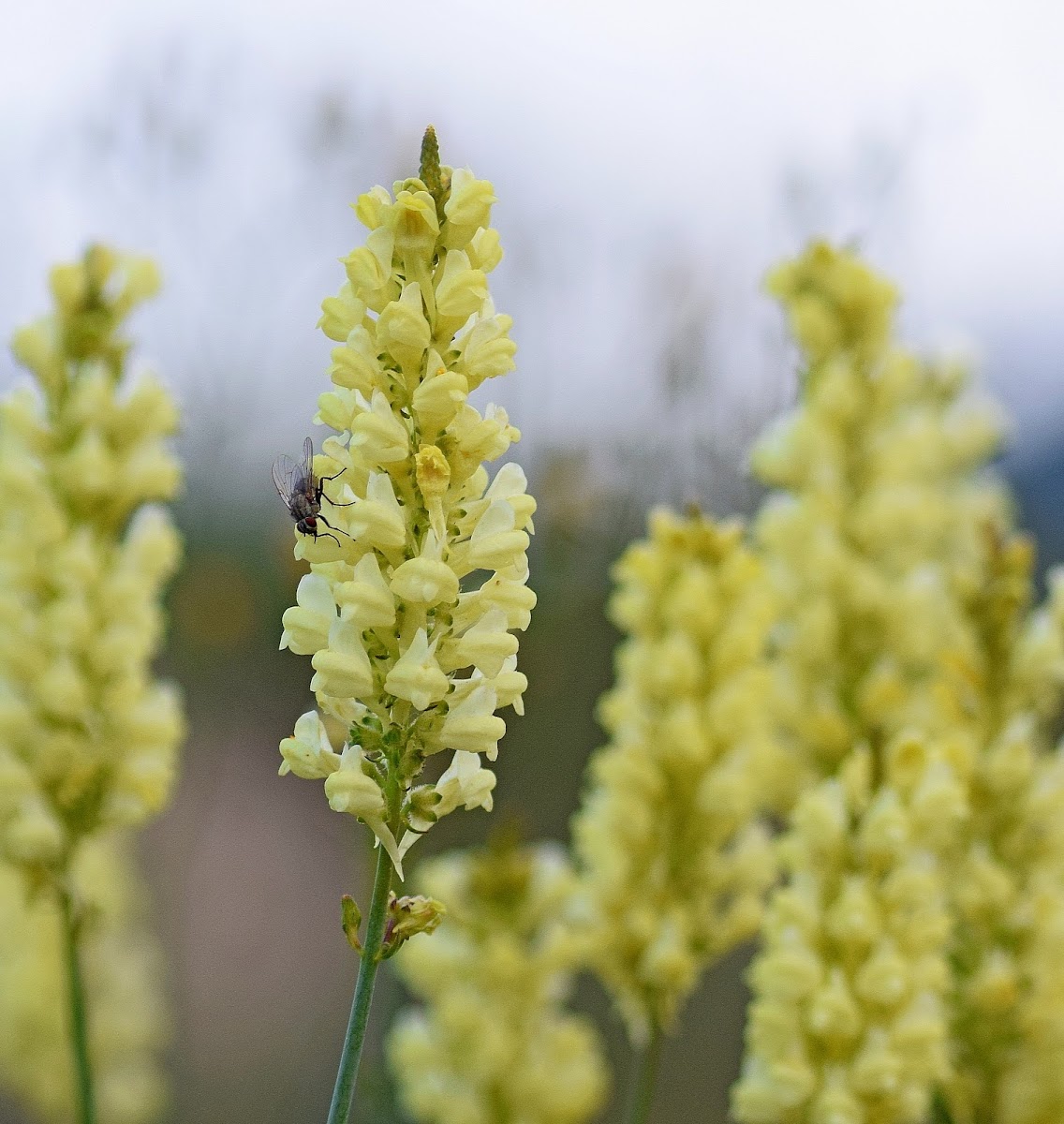 Peloponnesian Toadflax